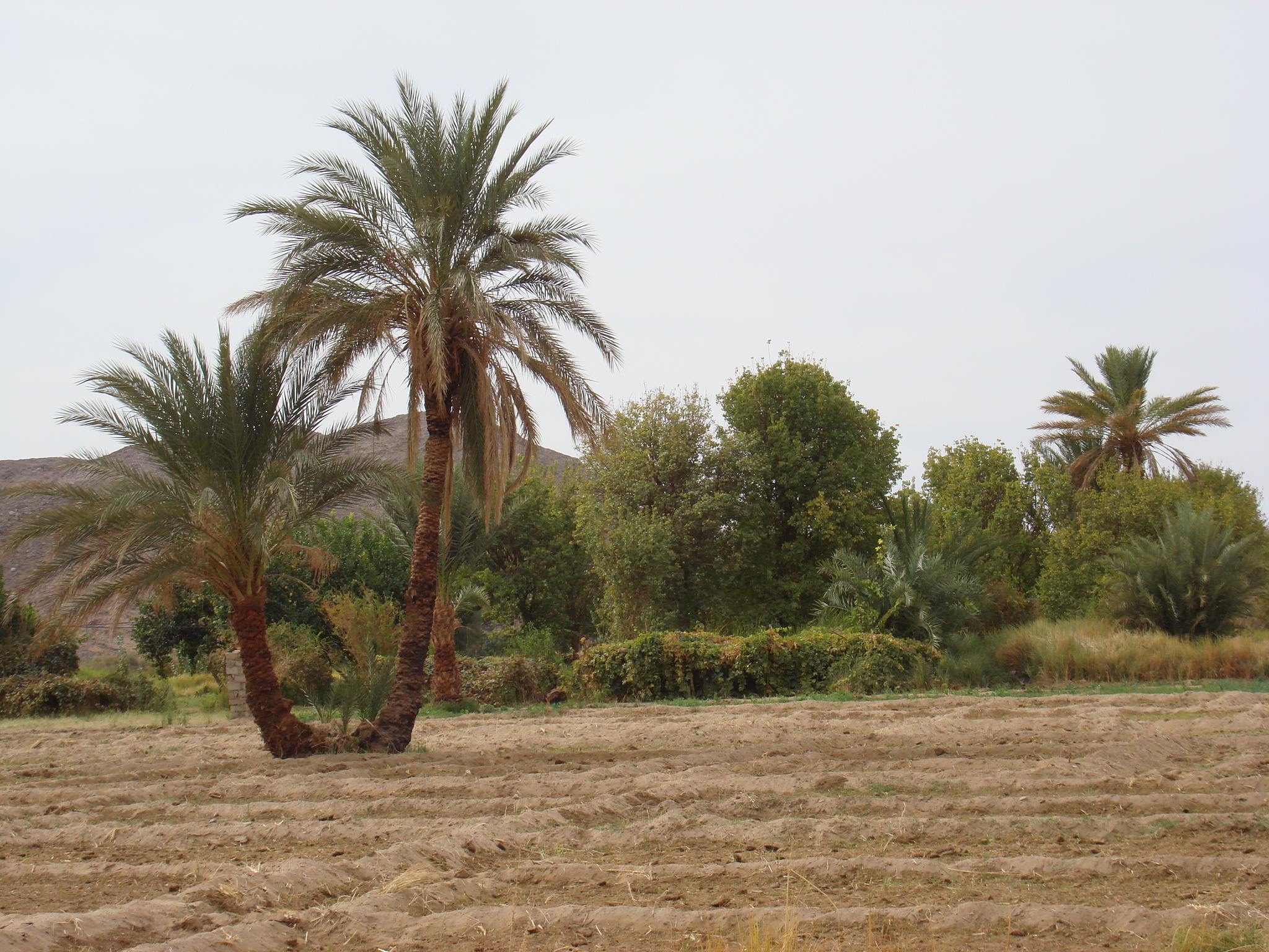 weather in the tropical zone desert