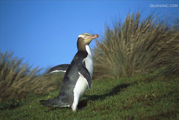  p>黄眼企鹅(学名: i>megadyptes antipodes /i>):属鸟纲,企鹅科,黄眼