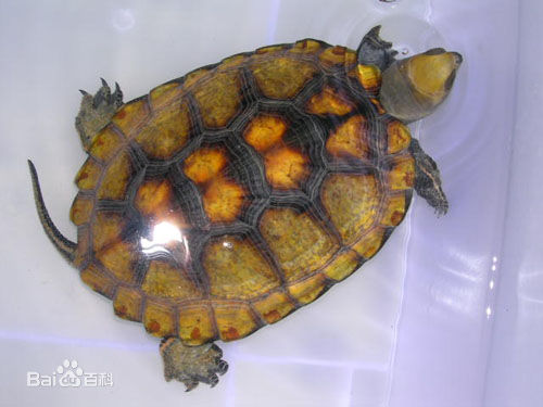 japonica),里海拟水龟