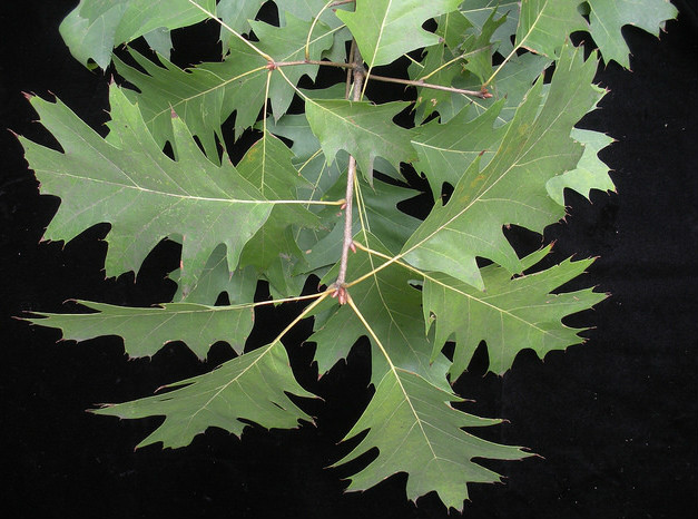  p>北美红栎(学名: i>quercus rubra /i>  l.