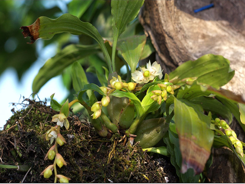  p>贵州石仙桃(学名: i>pholidota roseans  /i>schltr.