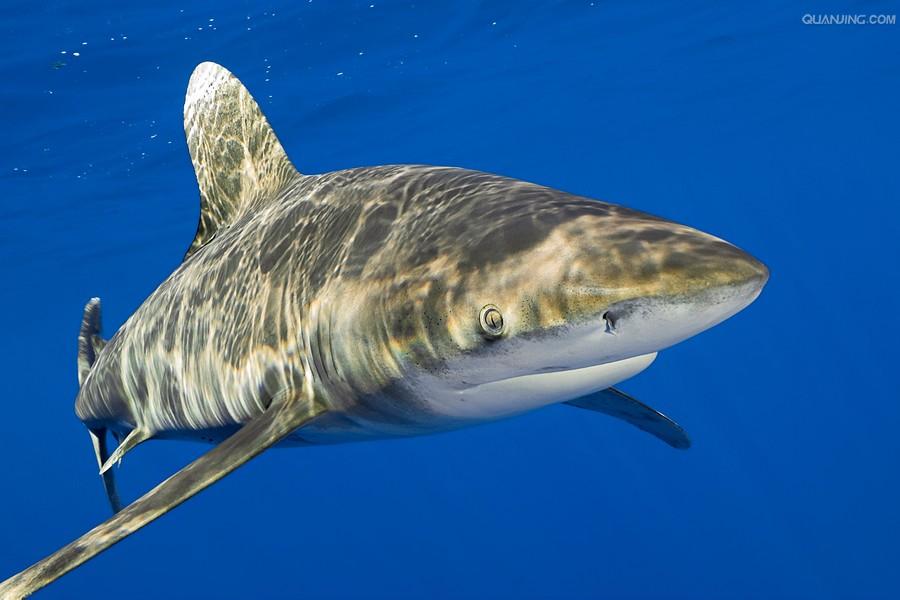远洋白鳍鲨