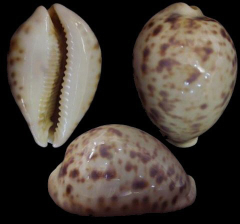  p>黑星宝螺(学名: i>cypraea tigris /i>)是 a target="_blank" href