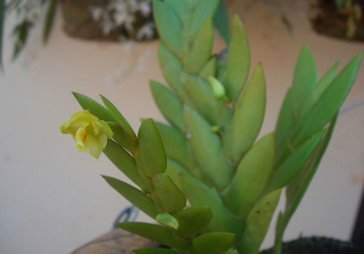  p>刀叶石斛(学名: i>dendrobium terminale /i>  par. et rchb. f.