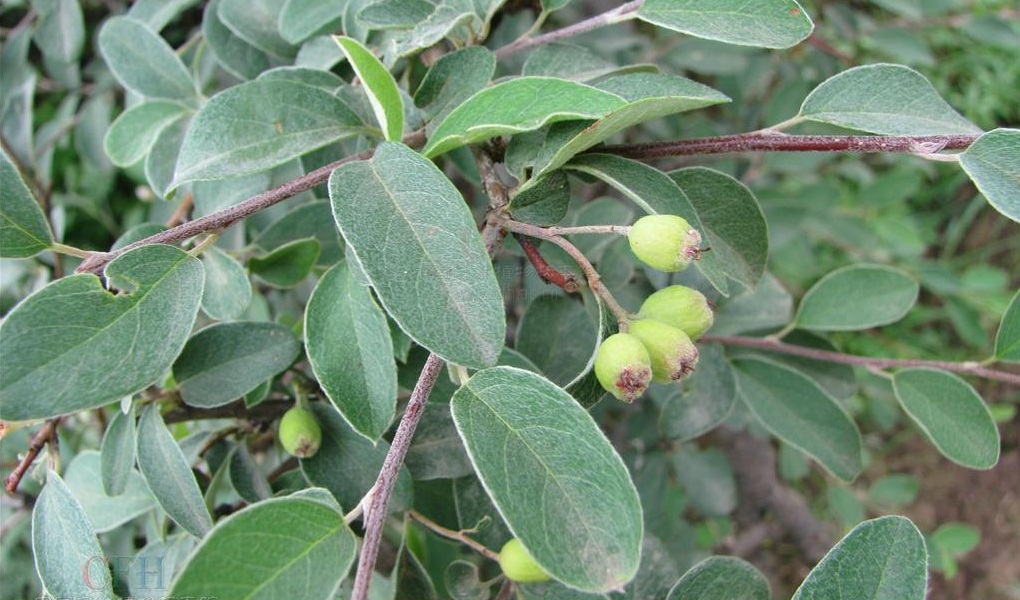 smith)是蔷薇科栒子属的植物,常绿灌木,高达3米;枝条开张,小枝圆柱形