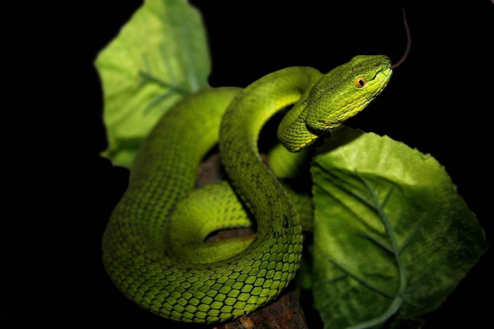  p>竹叶青蛇(学名: i>trimeresurus stejnegeri /i>)是蝰科竹叶青蛇属