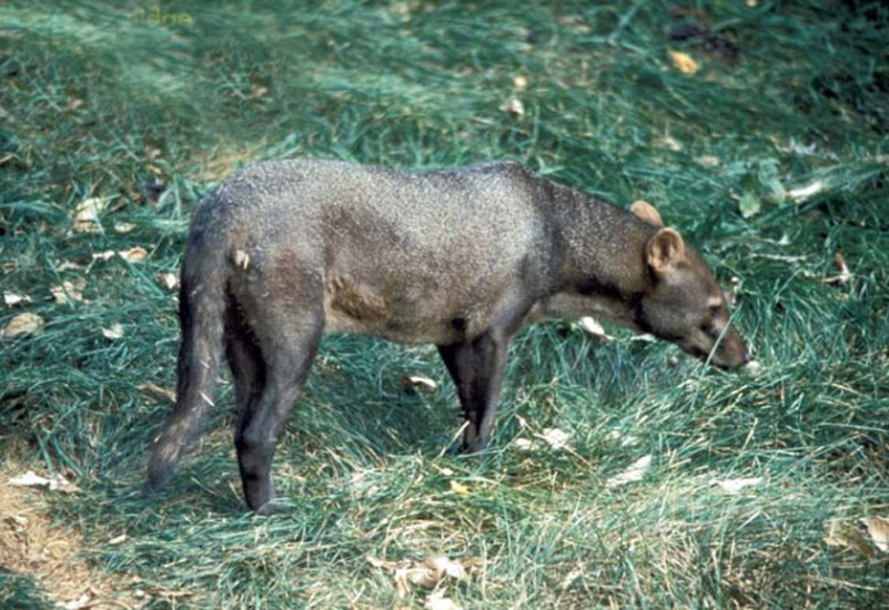  p>小耳犬(学名: i>atelocynus microtis /i>