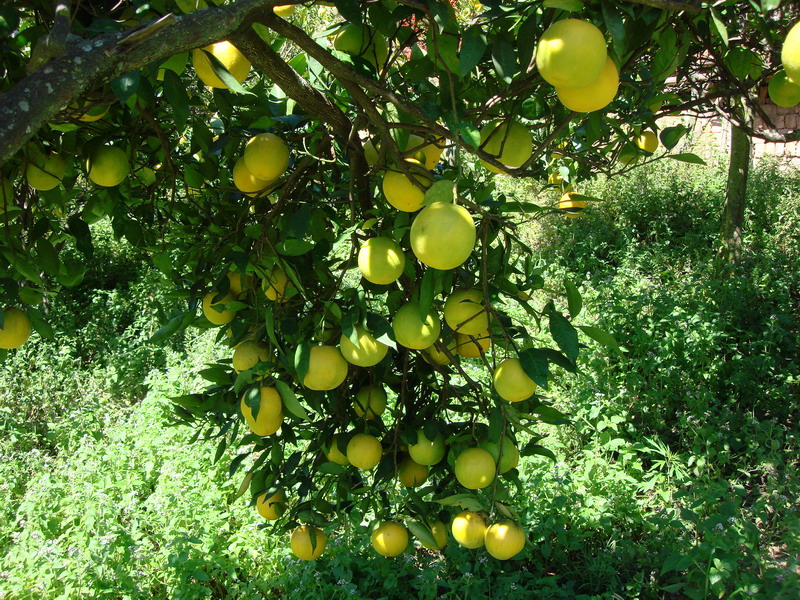  p>黄果(学名: b>citrus /b>&nbsp; b>sinensis /b>&nbsp; b>