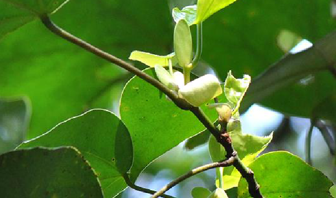  p>大果马蹄荷(学名: i>exbucklandia tonkinensis /i> (lec.