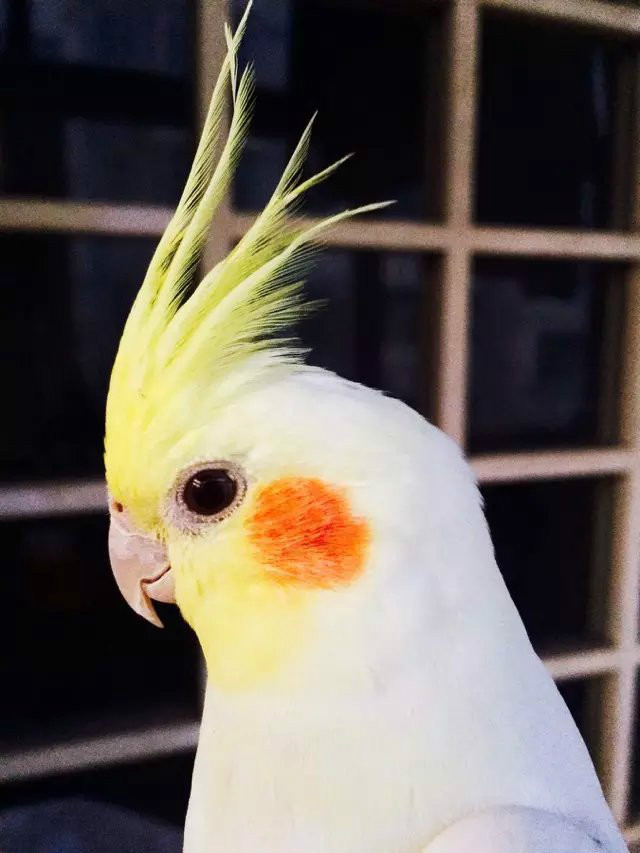 鸡尾鹦鹉cockatiel