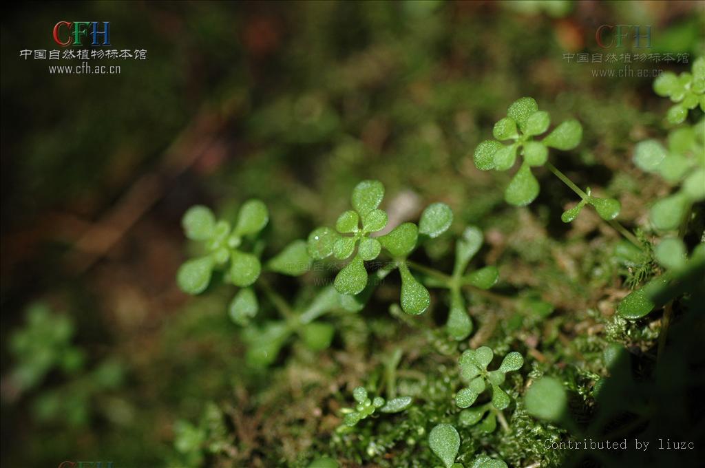 sedum majus (hemsl.) migo