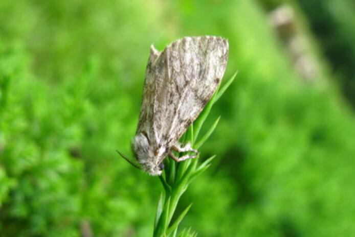  p>侧柏毒蛾( i>parocneria furva /i>&nbsp;leech,1888)属鳞翅目