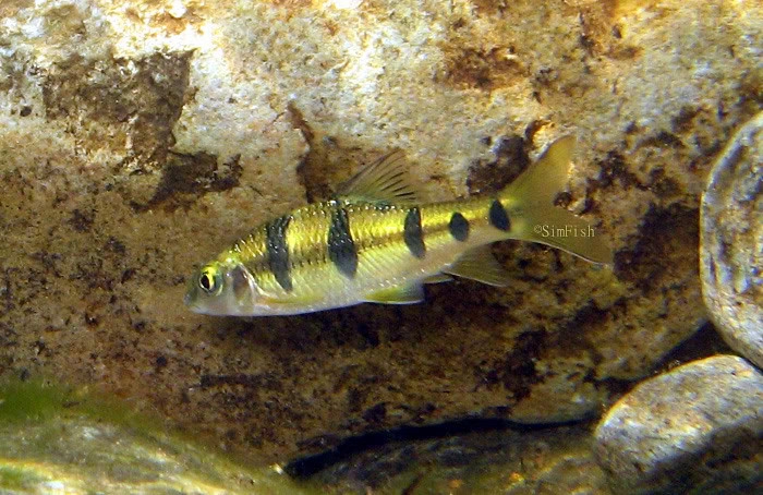  p>北江厚唇鱼, i>acrossocheilus wenchowensis beijiangensis /i>