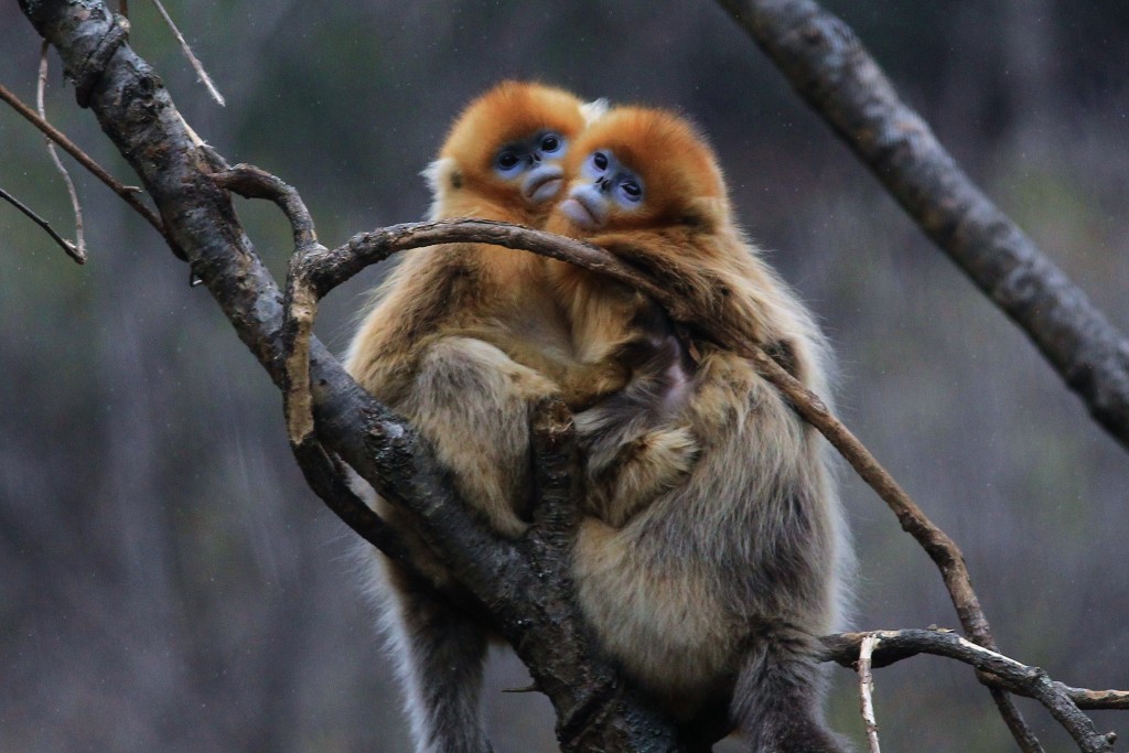  p>川金丝猴(学名: i>rhinopithecus roxellanae /i>,英文名:golden