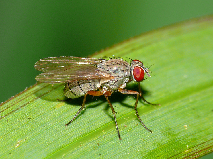 musca domestica vicina