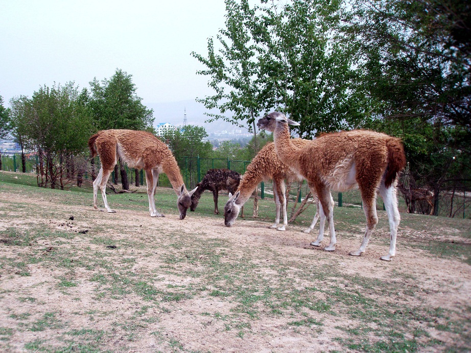 西宁野生动物园