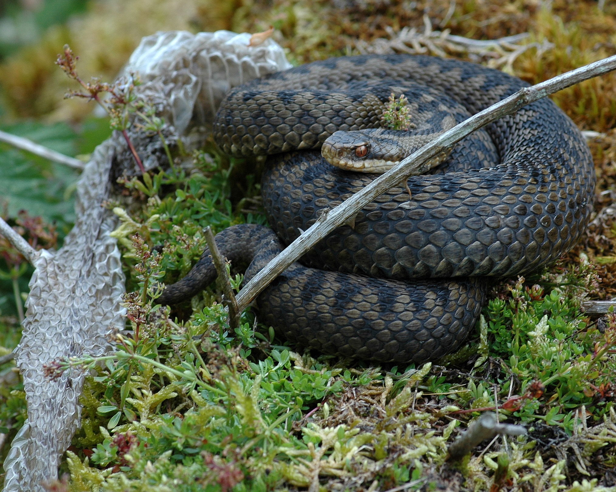 vipera  berus