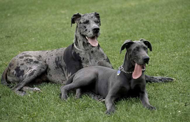  p>大丹犬(great dane)原产于 a href="#" da