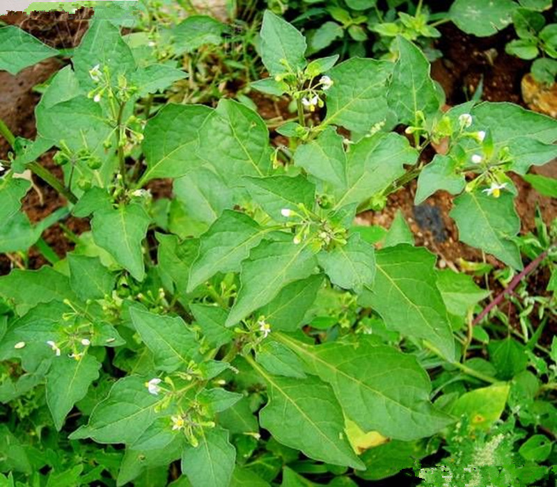  p>天茄子,中药名.