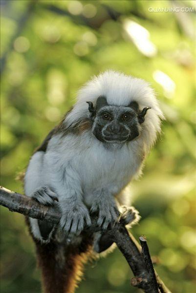  p>狨猴是体型较小的非人灵长类动物,源于巴西东北部,濒临大西洋的