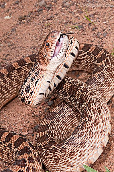  p>游蛇科 (colubridae)动物, a href="#" data-lemmaid="8074290">学