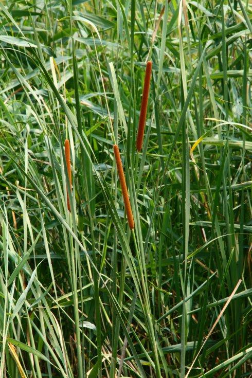 又名深蒲,蒲荔久,蒲笋,蒲芽,蒲白,蒲儿根,蒲儿菜,为香蒲科多年生植物 