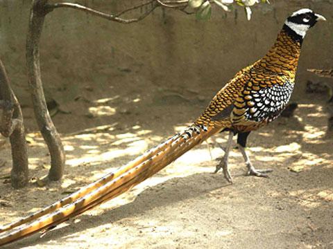  p data-id="gnwmb59imx">雉尾就是野鸡尾巴,可以入药.