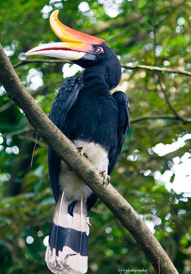  p>马来犀鸟(学名:buceros rhinoceros)是一种 a