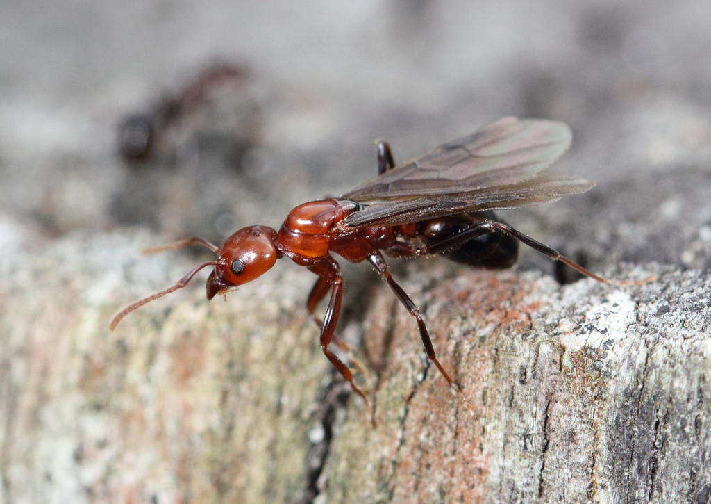  p>臭蚁亚科(dolichoderinae)是主要分布在全球亚