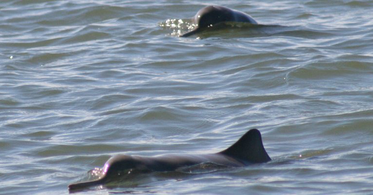 la plata river dolphin