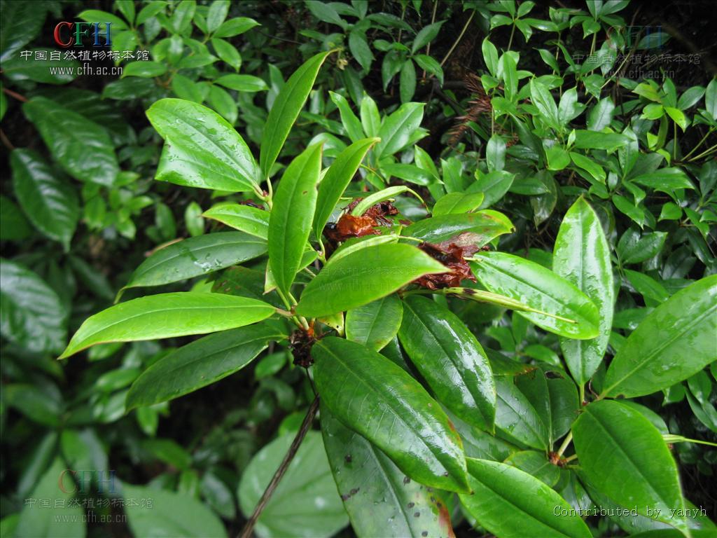  p>鹿角杜鹃(学名: i>rhododendron latoucheae /i> franch.