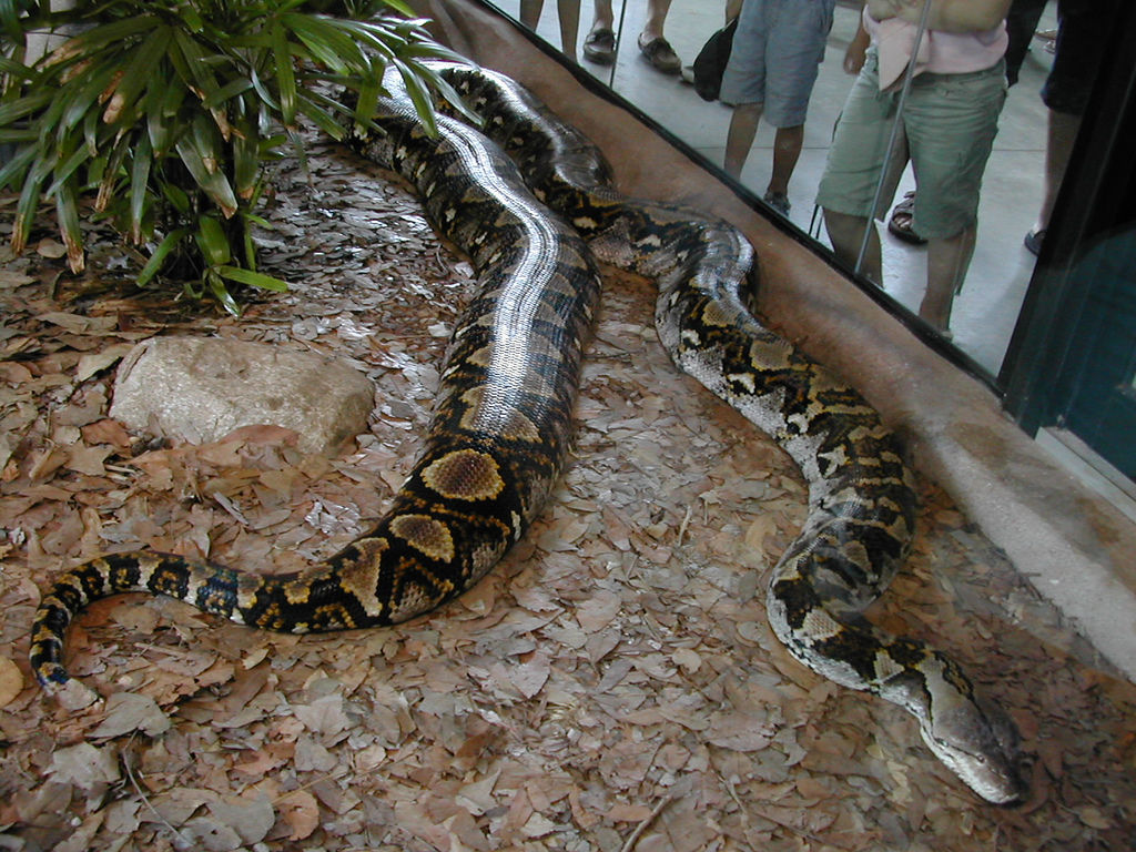 黑颈射毒眼镜蛇