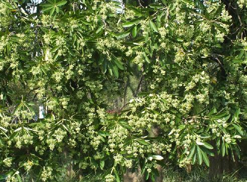 p>糖胶树(学名: i>alstonia scholaris /i> (l.)r. br.