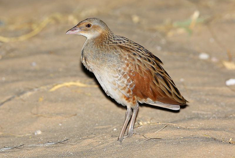  p>长脚秧鸡(学名: i>crex crex /i>):属于鹤形目秧鸡科动物.