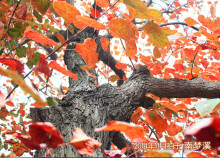 红叶 一类观赏植物 百度百科