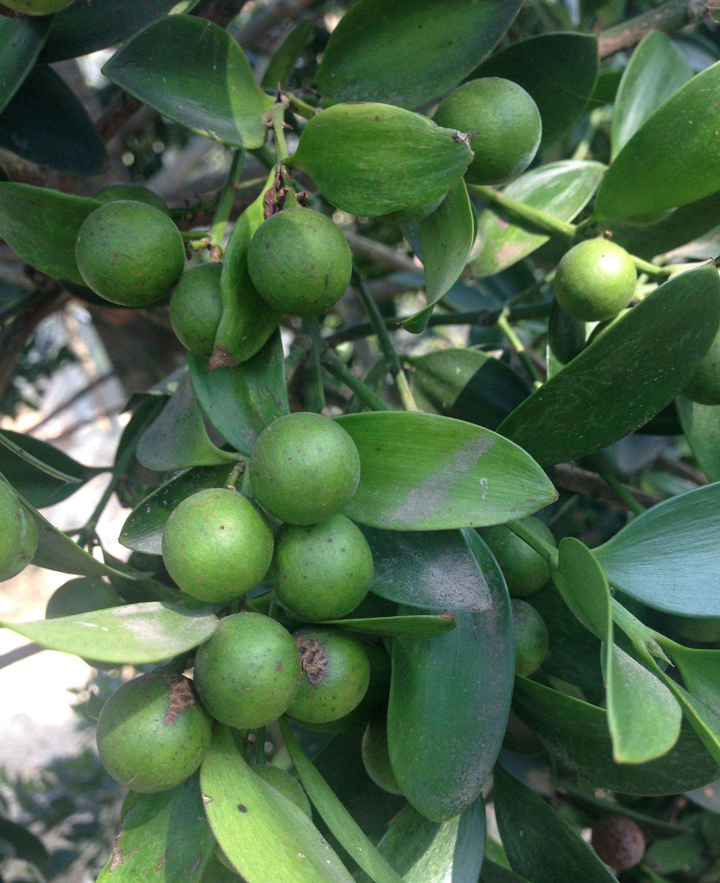  p>竹柏科,又名罗汉松科,裸子植物,约7属,130余种,分布于热带,亚热带