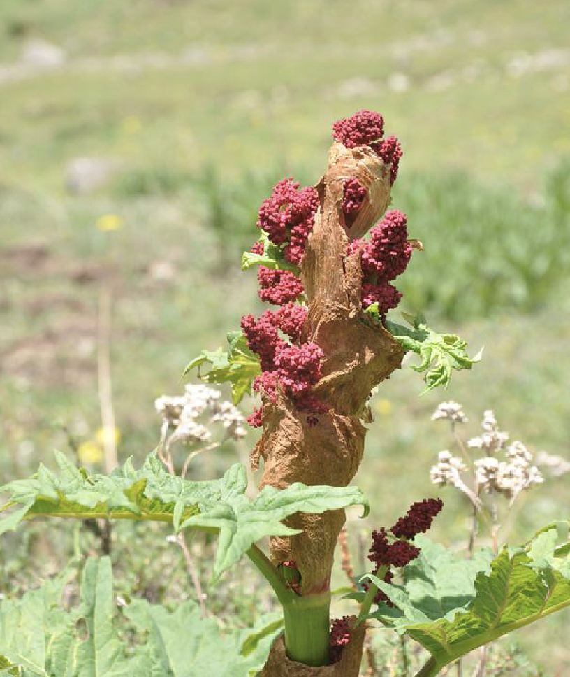ex regel)是蓼科大黄属植物,高大草本,高1.