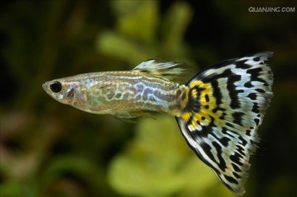 孔雀鱼