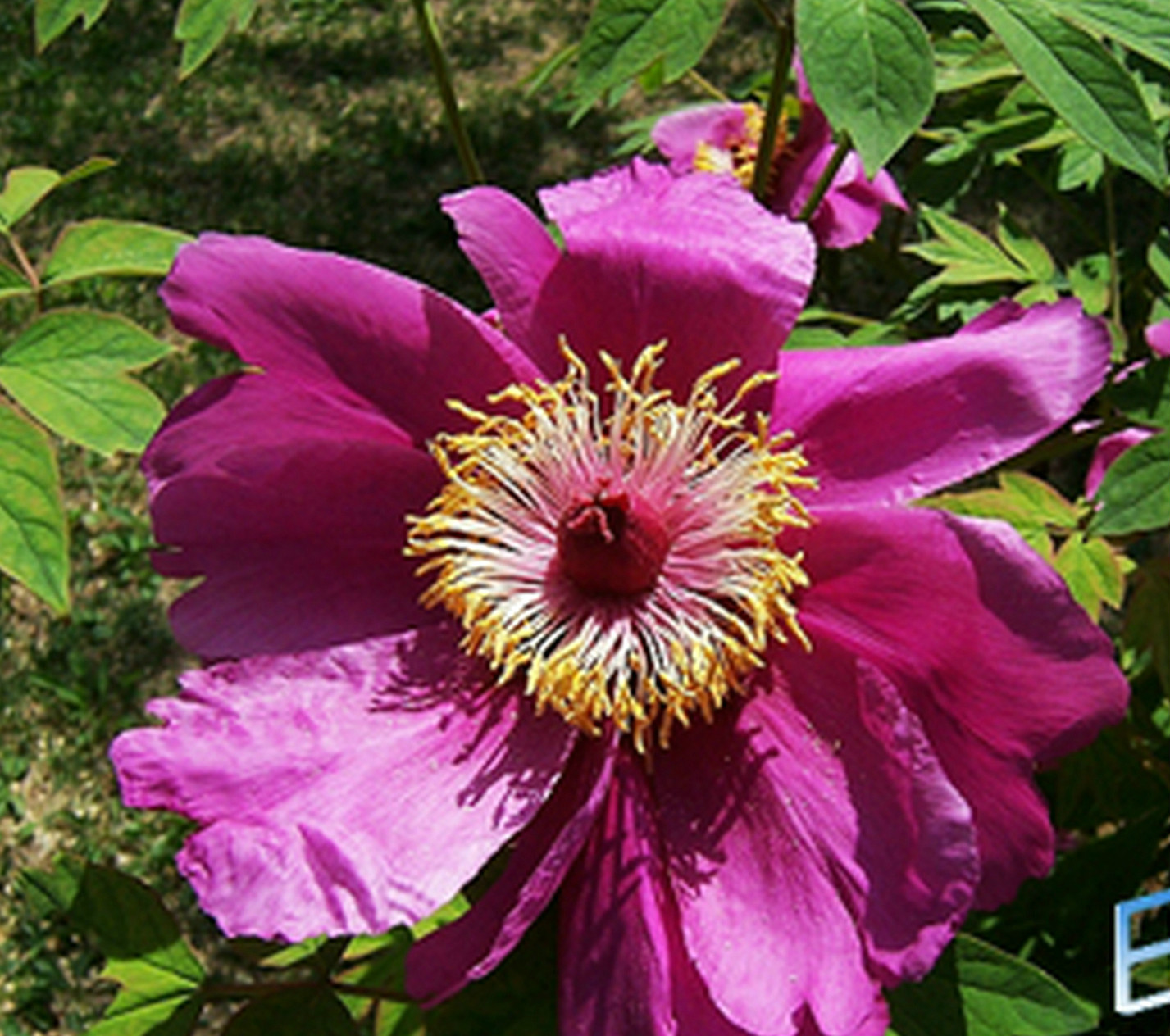  p>四川牡丹(拉丁学名:paeonia szechuanica)别名是木芍药.