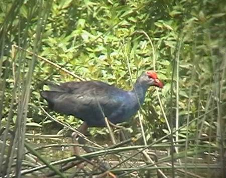 广东海丰鸟类省级自然保护区