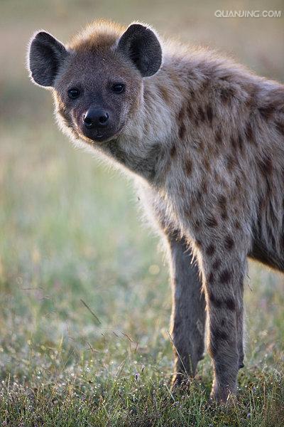  p>斑鬣狗(学名: i>crocuta crocuta /i>):又名斑点鬣狗,体长约95-160
