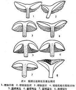  p>子囊盘盘状,具柄,直径0.4-1.0(-4.