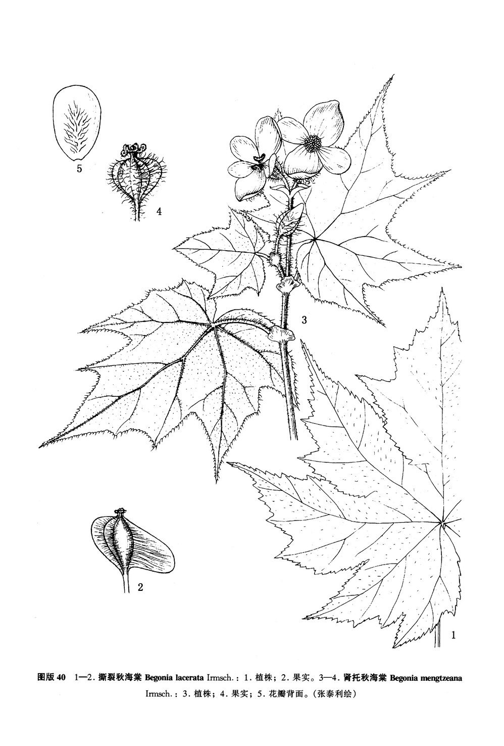  p>肾托秋海棠(学名: i>begonia mengtzeana /i> irmsch.