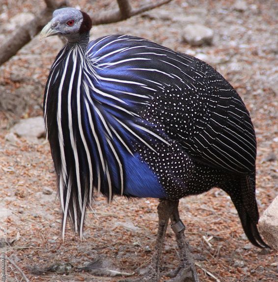  p>珠鸡( i>guinea fowl /i>)是 a target="