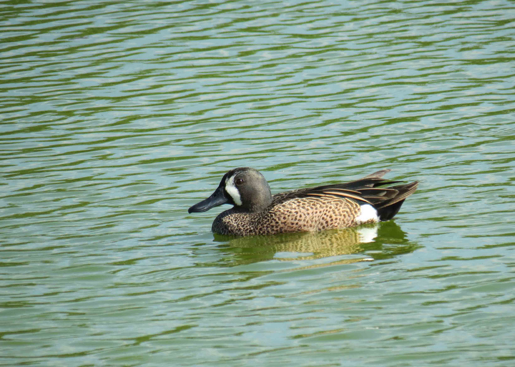  p>蓝翅鸭(学名:anas discors)是雁形目,鸭科的 a href="#" data