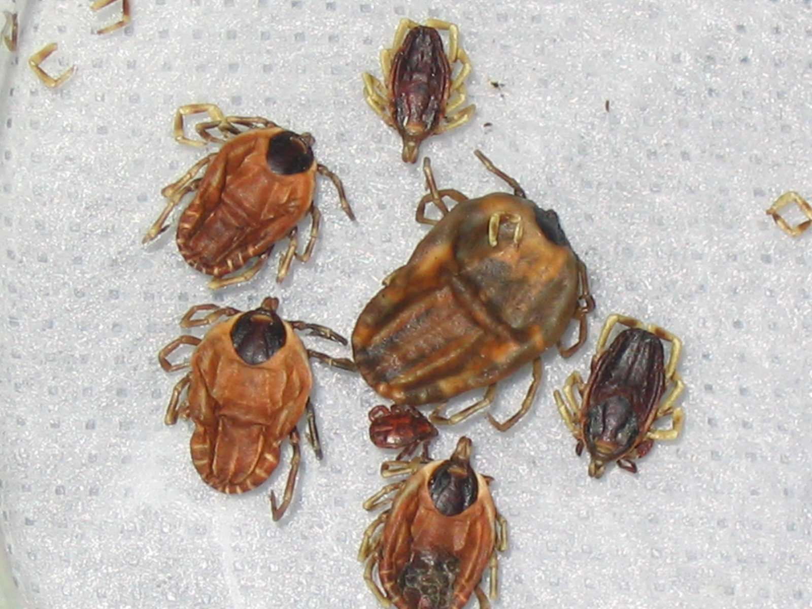  p>虱目(anoplura) 是指属于昆虫纲 a href="#" data-lemmaid="