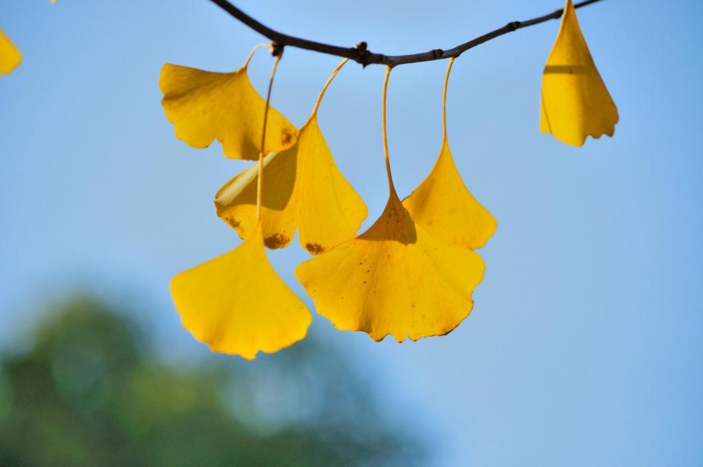  p data-id="gnayvtuv3n">银杏科落叶乔木银杏叶子的俗称.