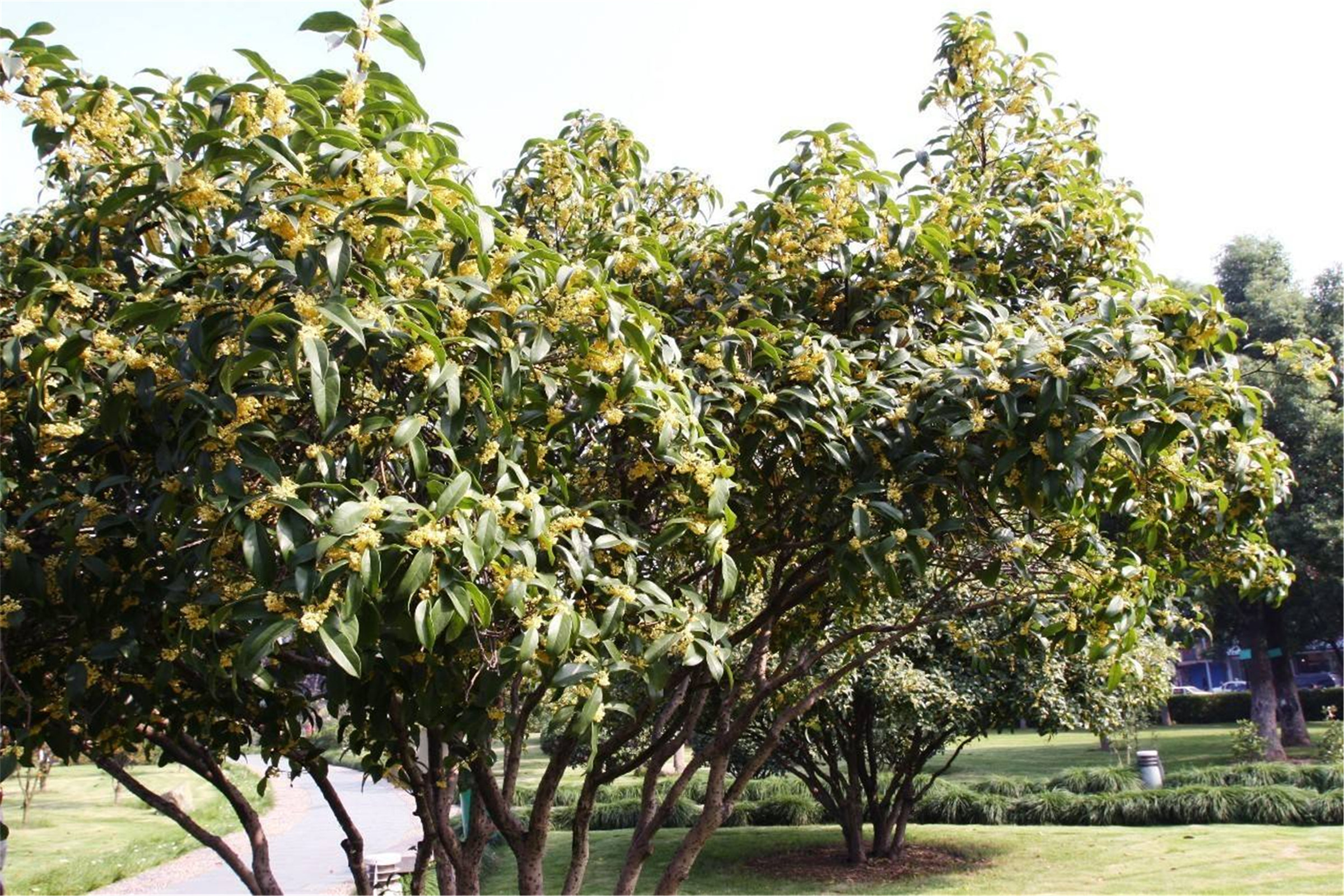  p data-id="gnwjorwppt">金球桂(学名: i>osmanthus fragrans /i> &