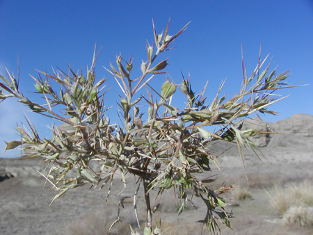 角果藜属, a target="_blank" href="/item/藜科/2696956" data