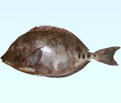 细鳞多板盾尾鱼 百度百科